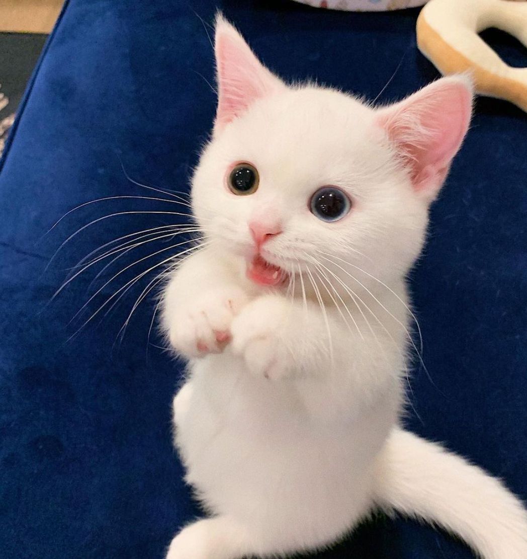 Ok Google 世界一可愛い 白猫を紹介して Cat Fine