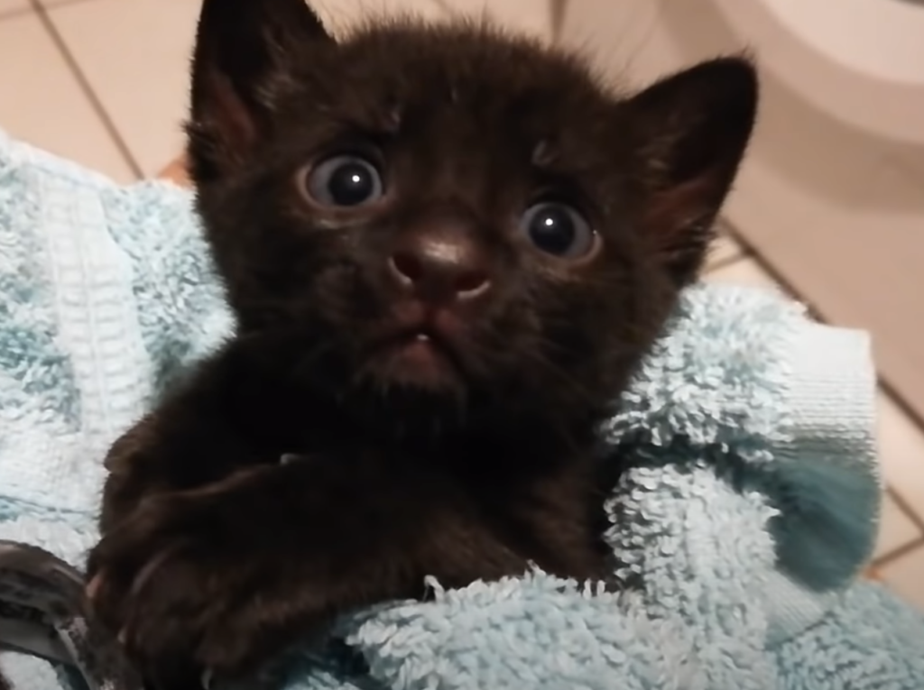 Ok Google 世界一可愛い 黒猫を紹介して Cat Fine